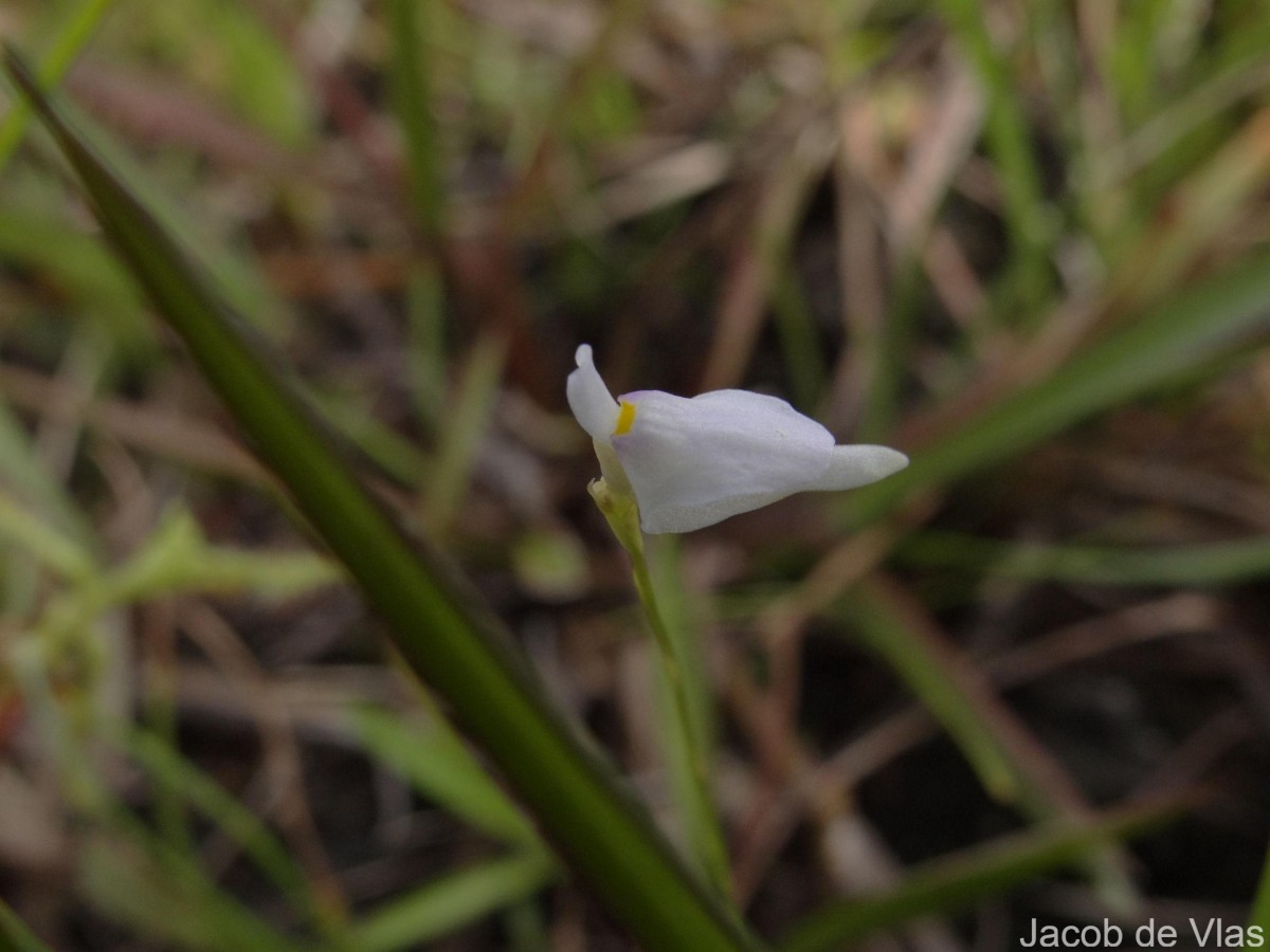 Utricularia caerulea L.